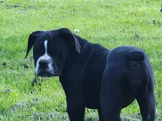 Olde English Bulldogge dogs for sale: Olde English Bulldogge Puppy 2 - Ad 4