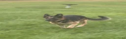 German Shepherd dogs for sale: Brown Collar  - Ad 5