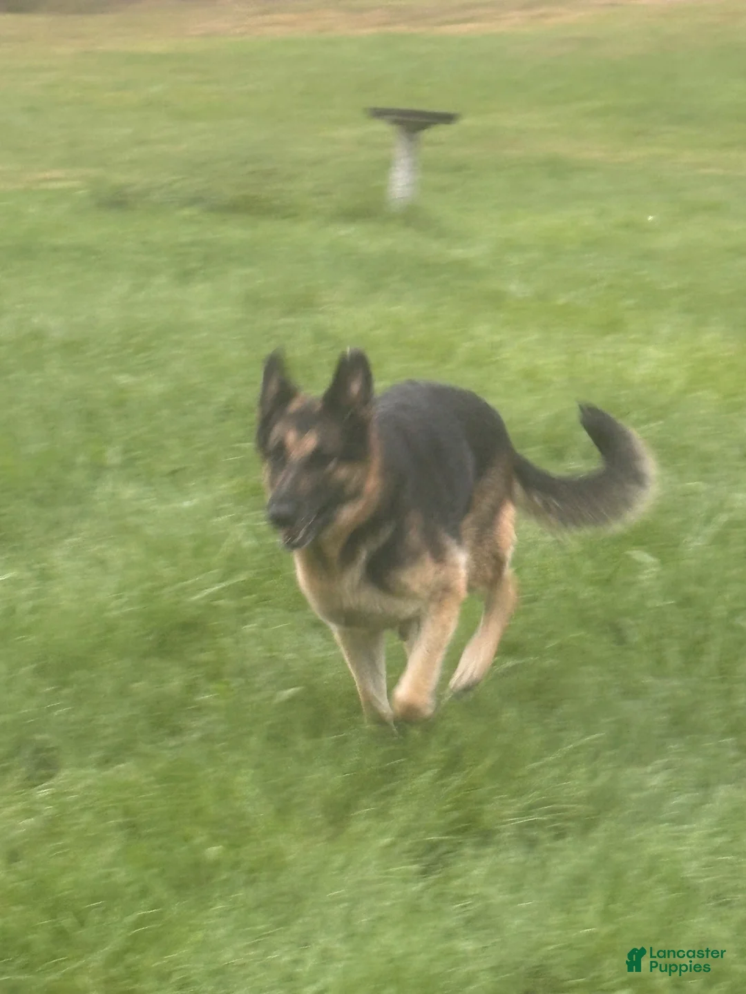 German Shepherd dogs for sale: Brown Collar  - Ad 5