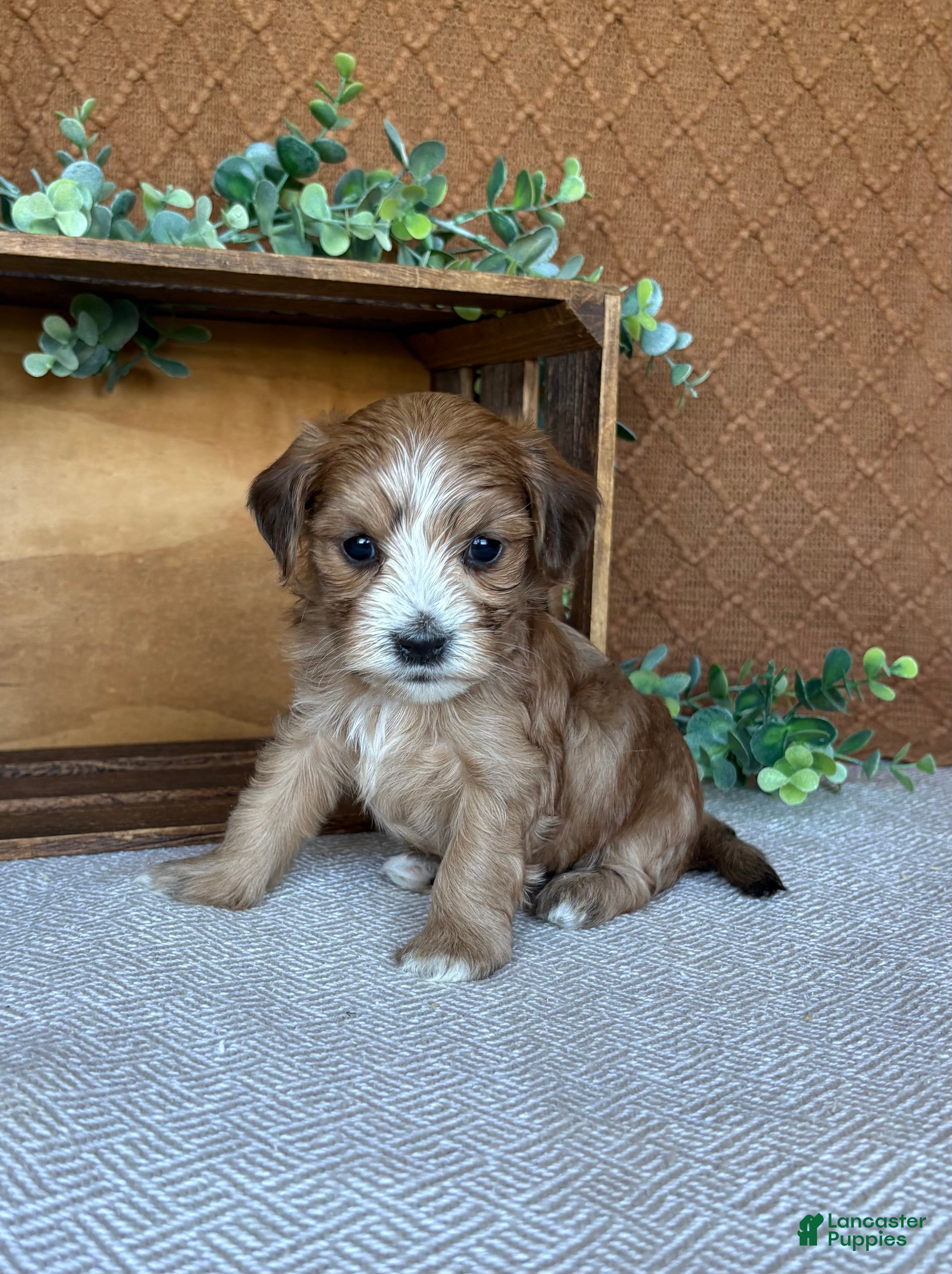 Havanese dogs Boomer - Ad 2