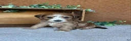 Havanese dogs for sale: Boomer - Ad 6