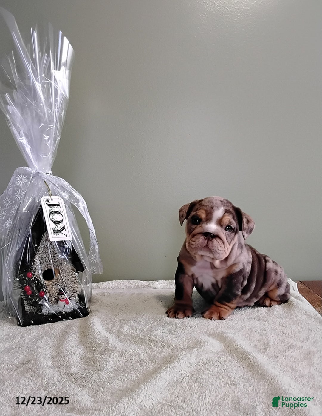English Bulldog dogs for sale: Tarson - Ad 2