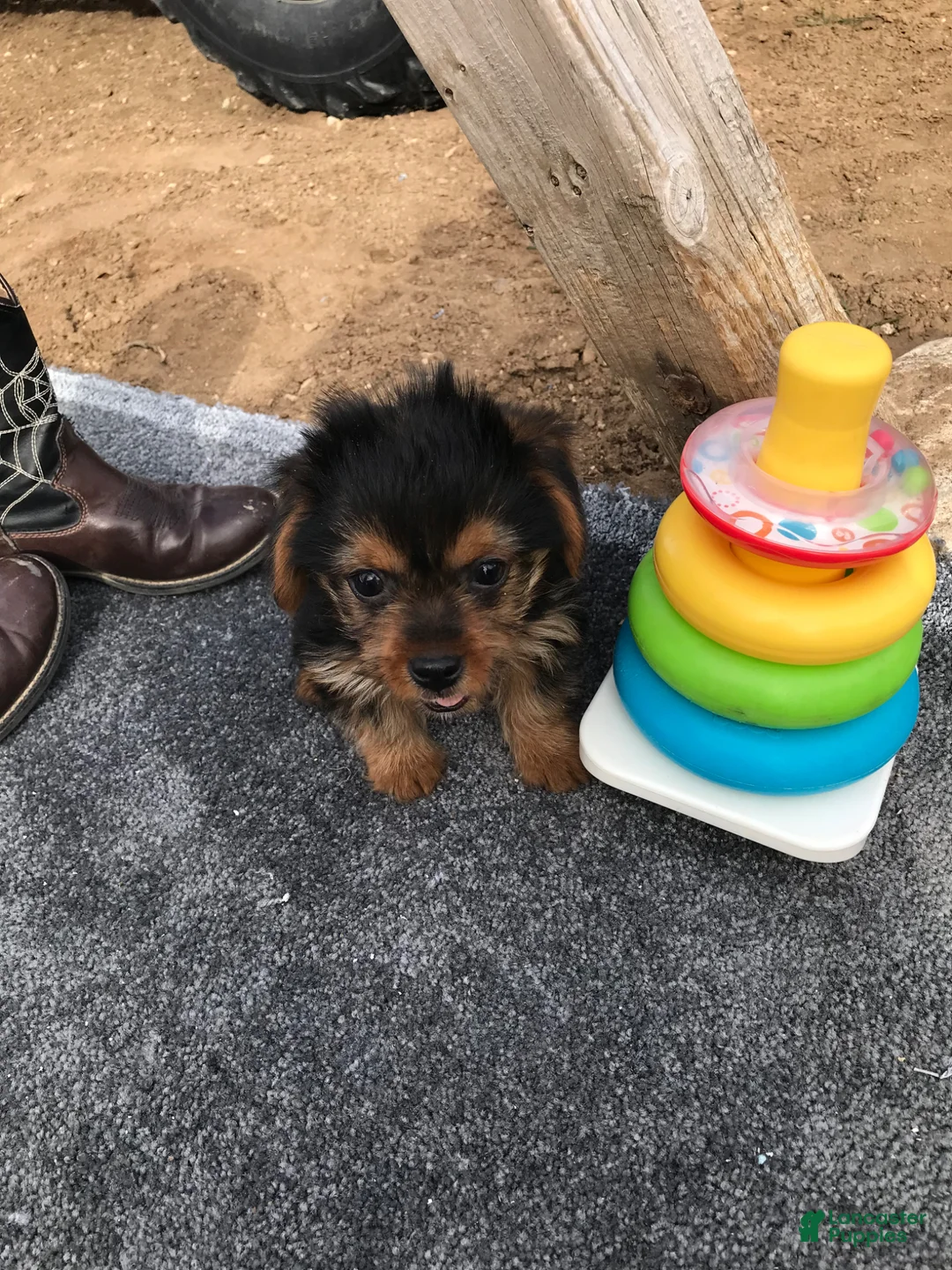 Other breed dogs for sale: Other breed Puppy 1 - Ad 2