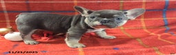 French Bulldog dogs for sale: Allie - Ad 4