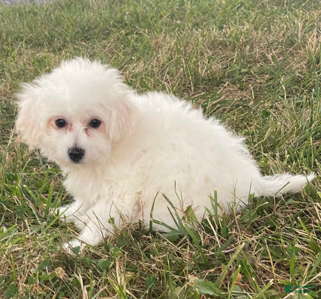 Bichon Frise dogs for sale: Buddy - Ad 2