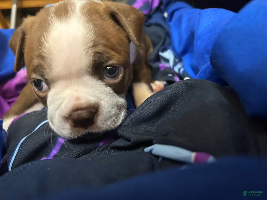 Boston Terrier dogs for sale: Diamond - Ad 2
