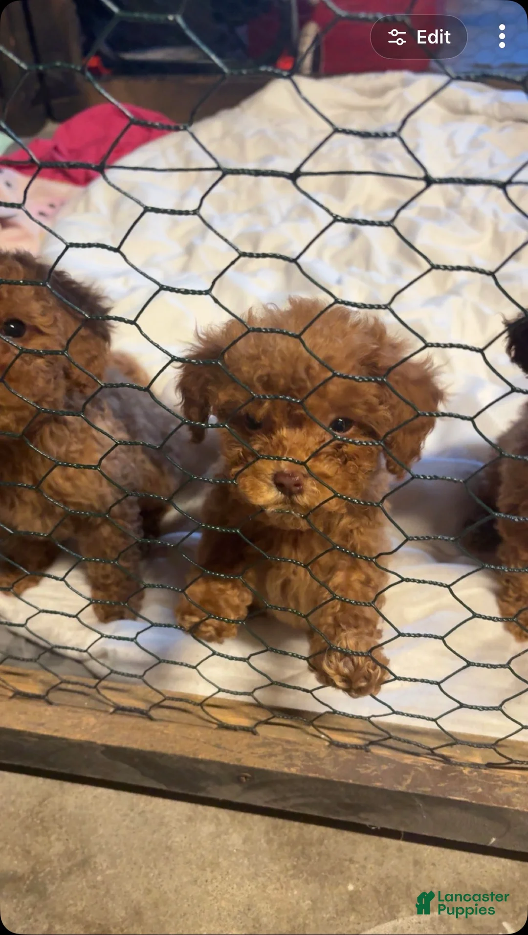 Toy Poodle dogs for sale: Toy Poodle Puppy 4 - Ad 1