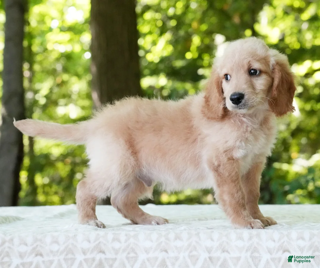 Mini Goldendoodle dogs for sale: Caden - Ad 2