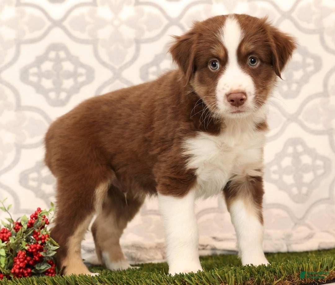 Miniature Australian Shepherd dogs for sale: Rocky - Ad 3