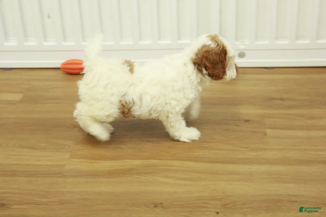 Cavapoo dogs for sale: Lilly - Ad 5