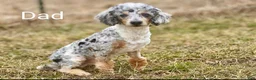 Cavapoo dogs for sale: Bluey - Ad 16