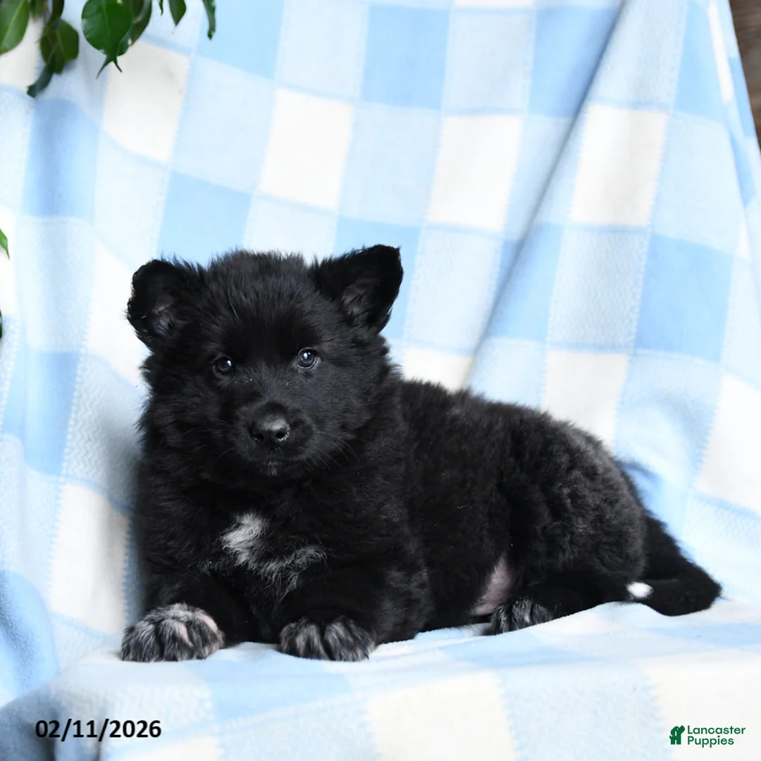 Mixed Breed dogs for sale: Blackjack - Ad 3