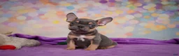 French Bulldog dogs for sale: Bobby - Ad 13