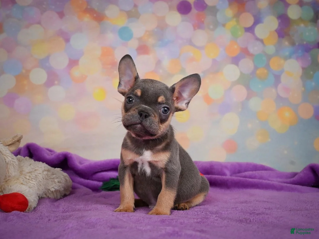 French Bulldog dogs for sale: Bobby - Ad 13