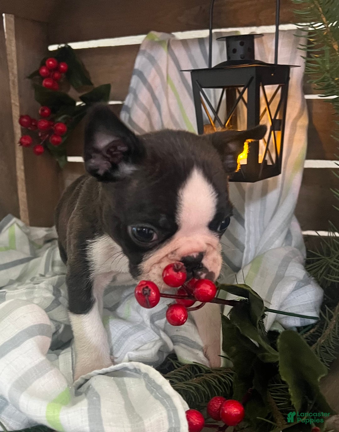 Boston Terrier dogs for sale: Joey  - Ad 3