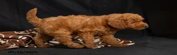 Mini Goldendoodle dogs for sale: Davie - Ad 6