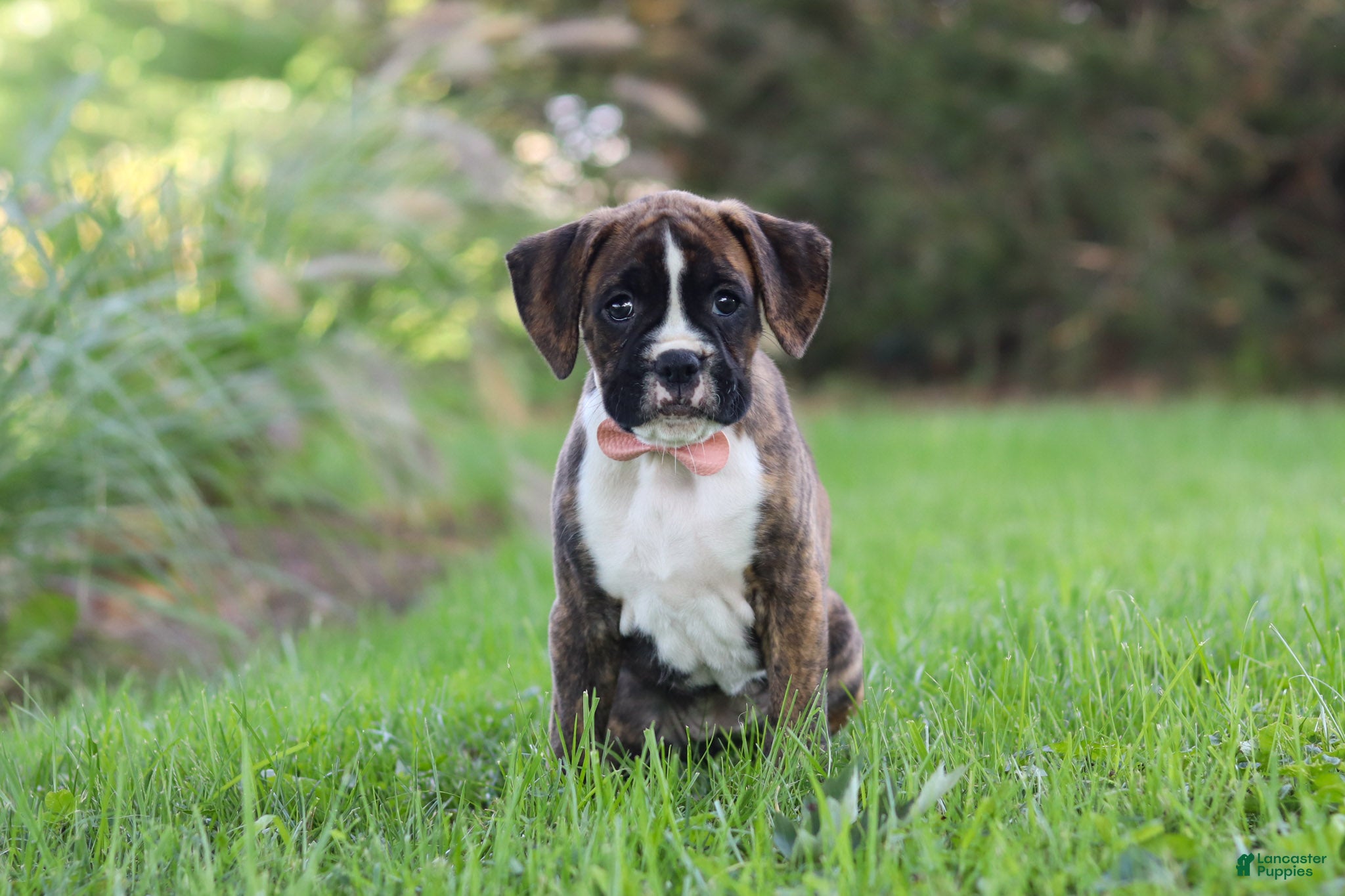 Boxer dogs Lacy - Ad 2