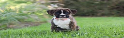 Boxer dogs for sale: Lacy - Ad 2