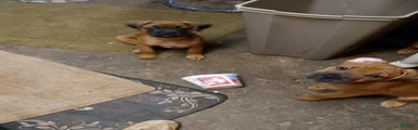 Mixed Breed 3