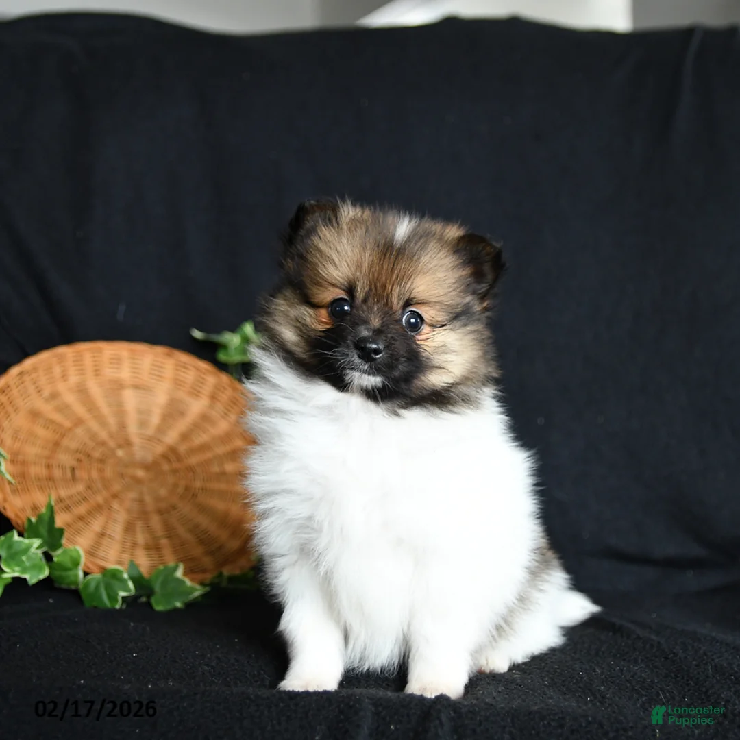 Pomeranian dogs for sale: Pixie - Ad 2