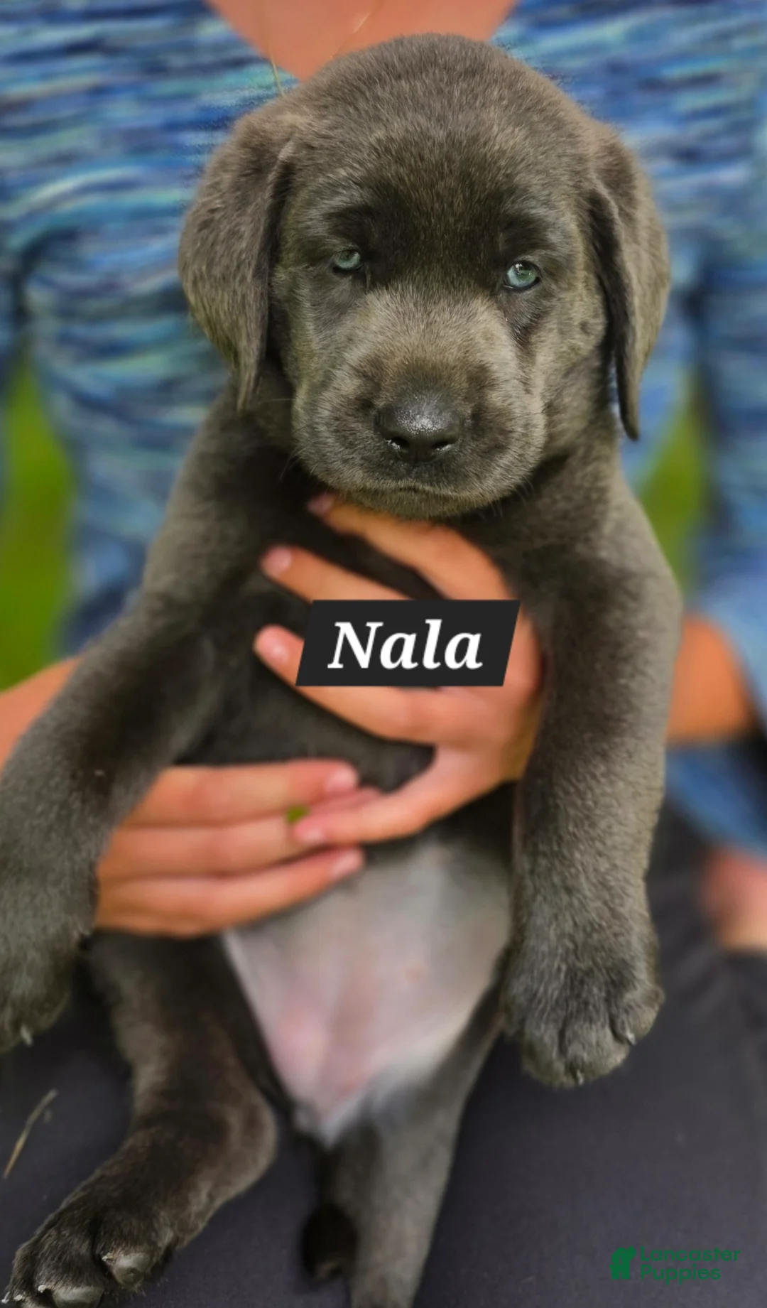 Labrador Retriever dogs for sale: Nala - Ad 2