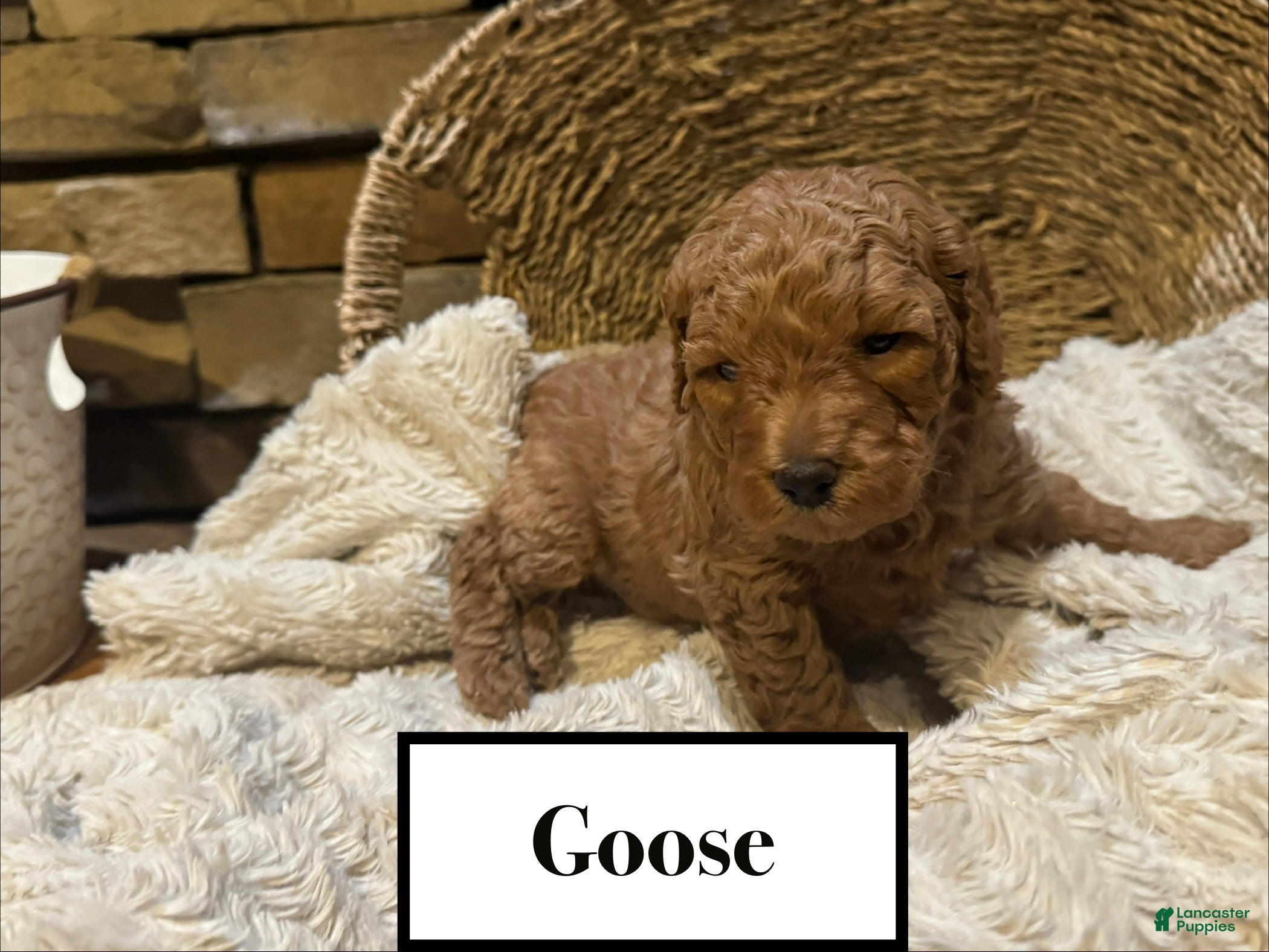 Mini Goldendoodle dogs Goose - Ad 38