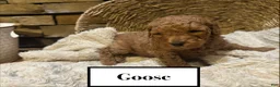 Mini Goldendoodle dogs for sale: Goose - Ad 1