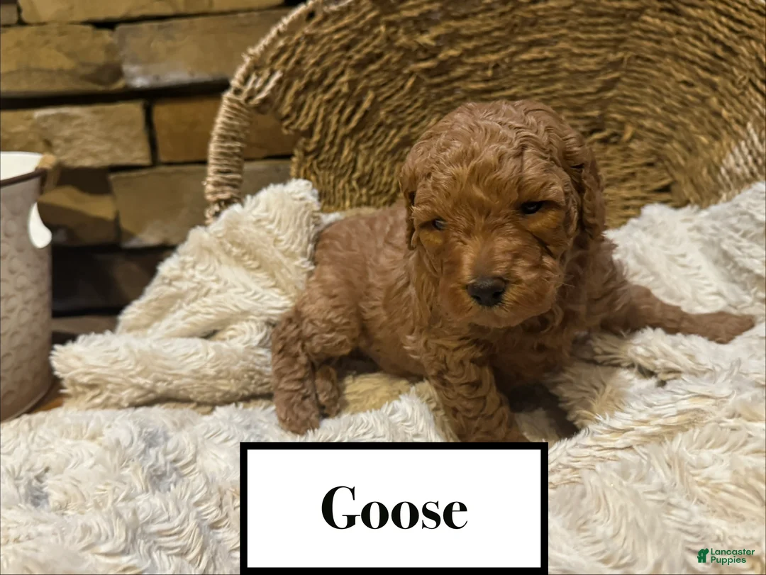 Mini Goldendoodle dogs for sale: Goose - Ad 1