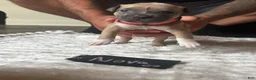 American Pit Bull Terrier dogs for sale: Nova  - Ad 2