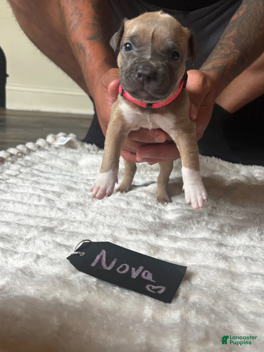 American Pit Bull Terrier dogs for sale: Nova  - Ad 2