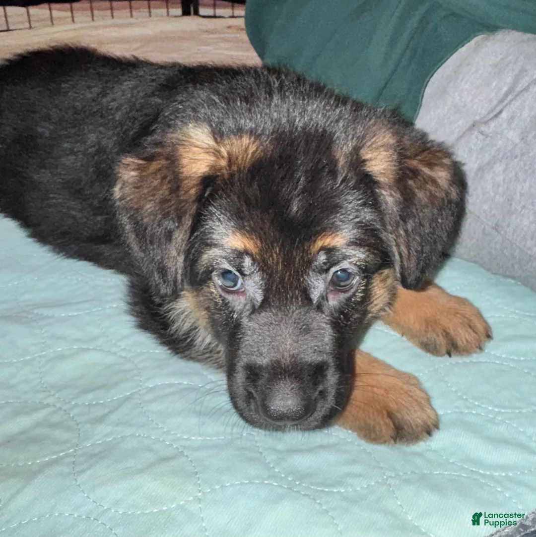 German Shepherd dogs for sale: German Shepherd Puppy 1 - Ad 4