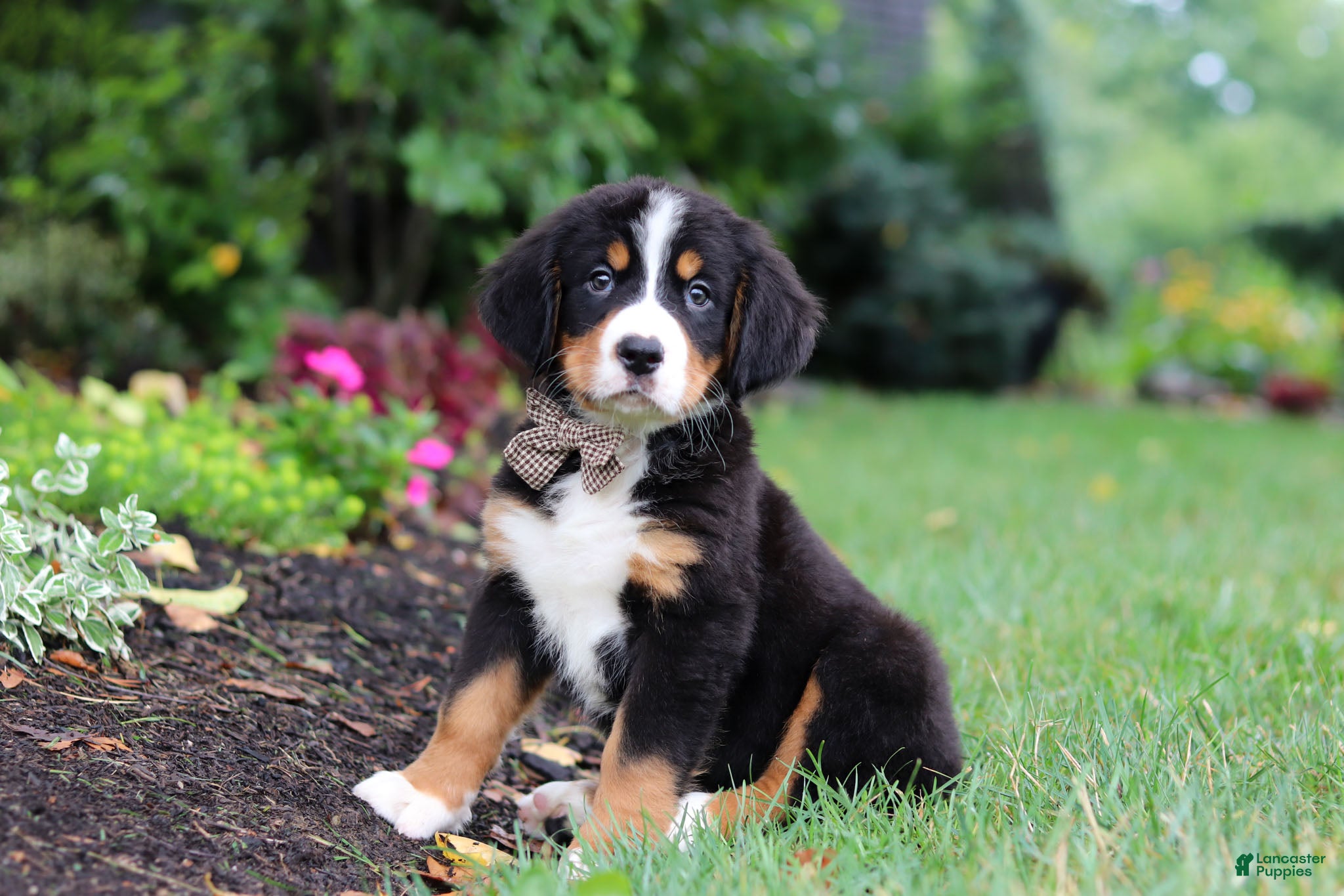 Bernese Mountain Dog dogs Theo - Ad 1