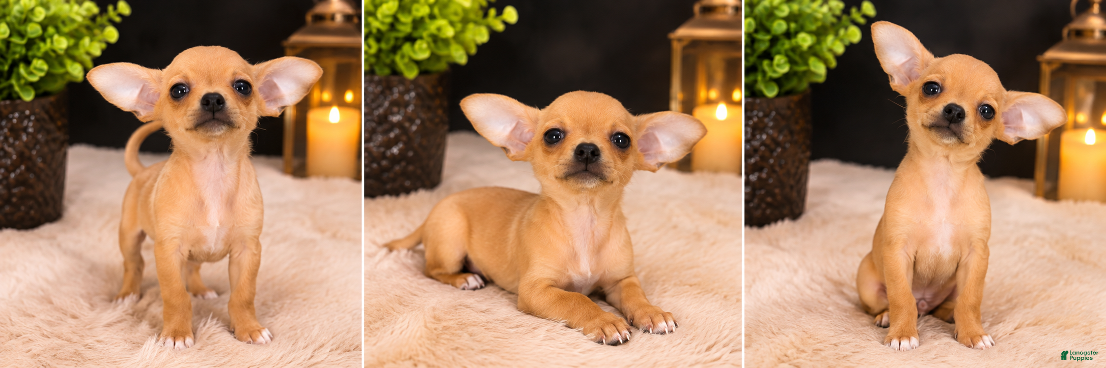 Chihuahua dogs for sale: Hitch - Ad 2