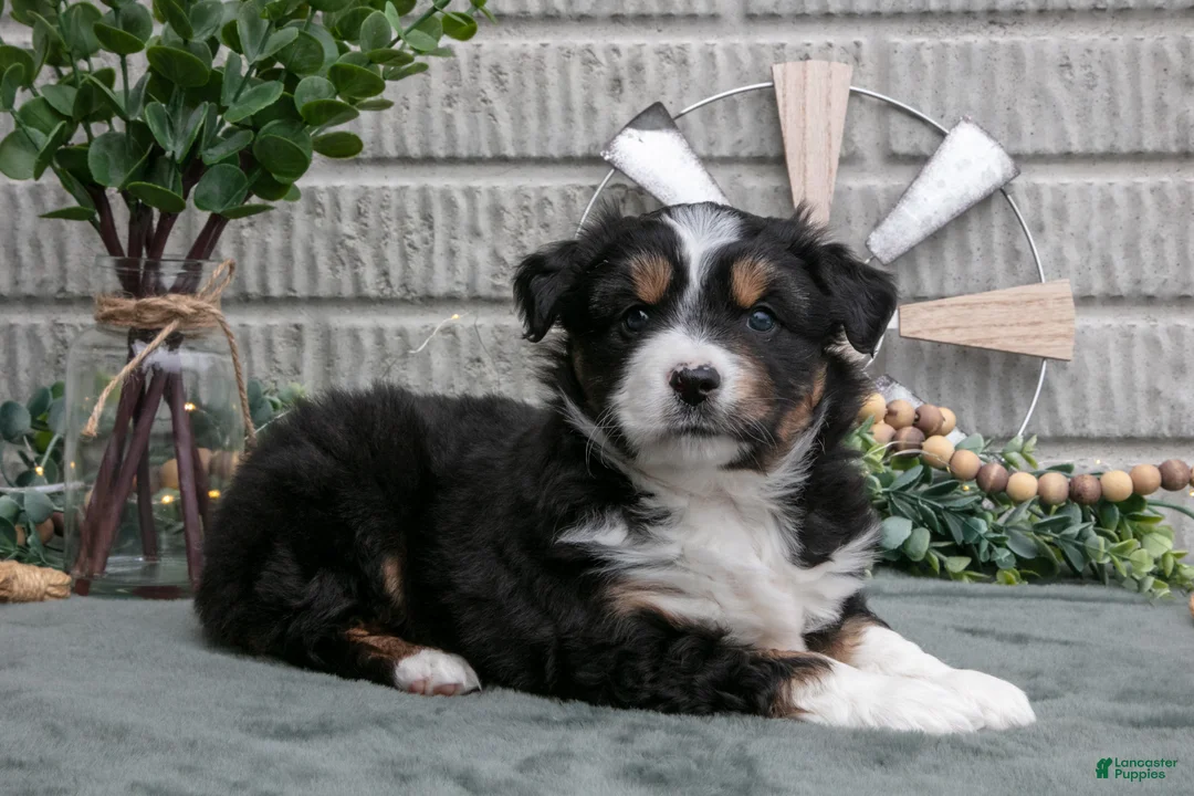 Miniature Australian Shepherd dogs for sale: Jackson - Ad 1