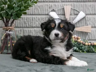 Miniature Australian Shepherd dogs Jackson - Ad 40