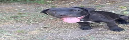 Cane Corso dogs for sale: **Age Reduction** Crowley AKC  - Ad 2