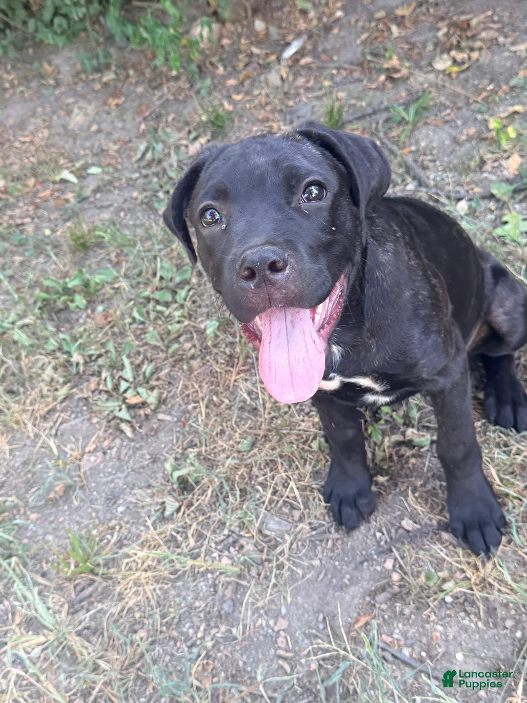 Cane Corso dogs for sale: **Age Reduction** Crowley AKC  - Ad 2