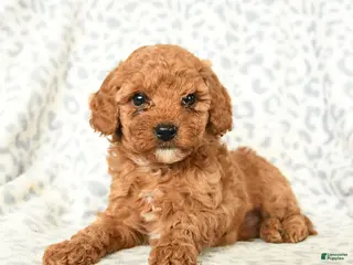 Miniature Poodle dogs Leo - Ad 8