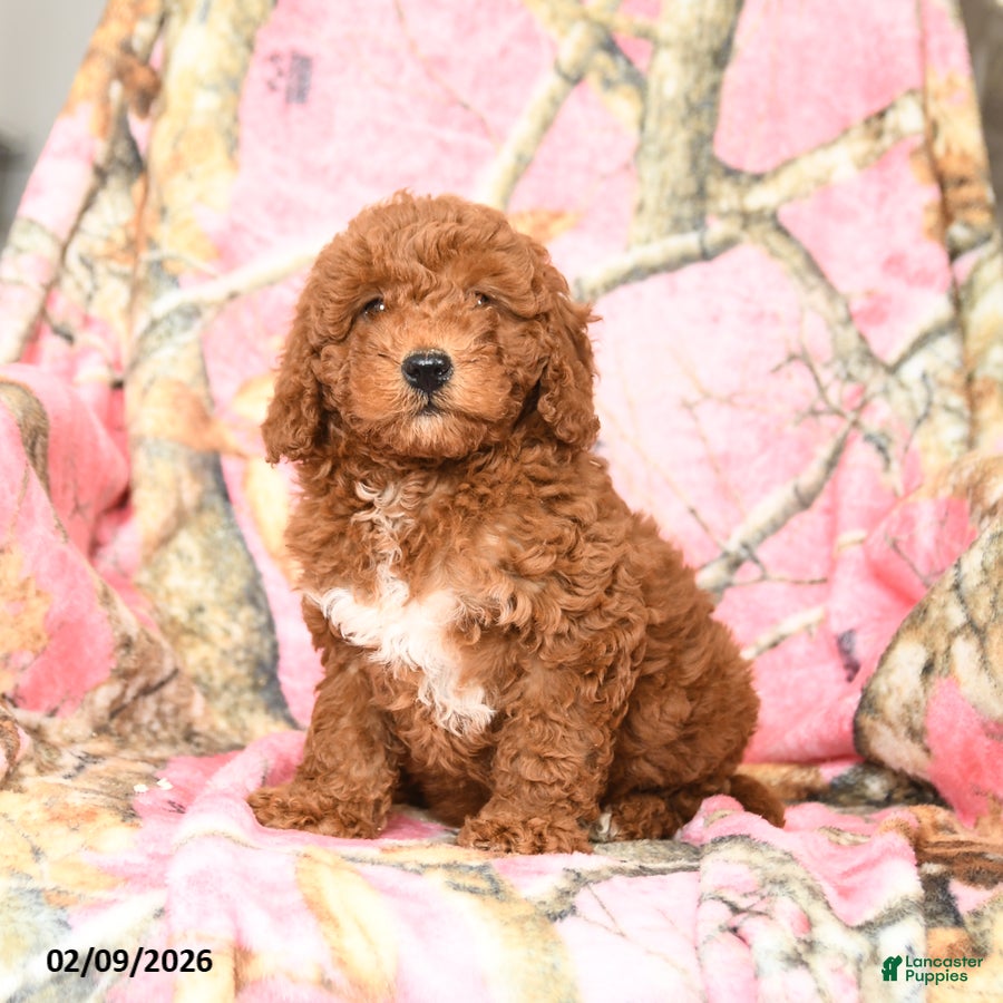 Mini Goldendoodle dogs Red   - Ad 1