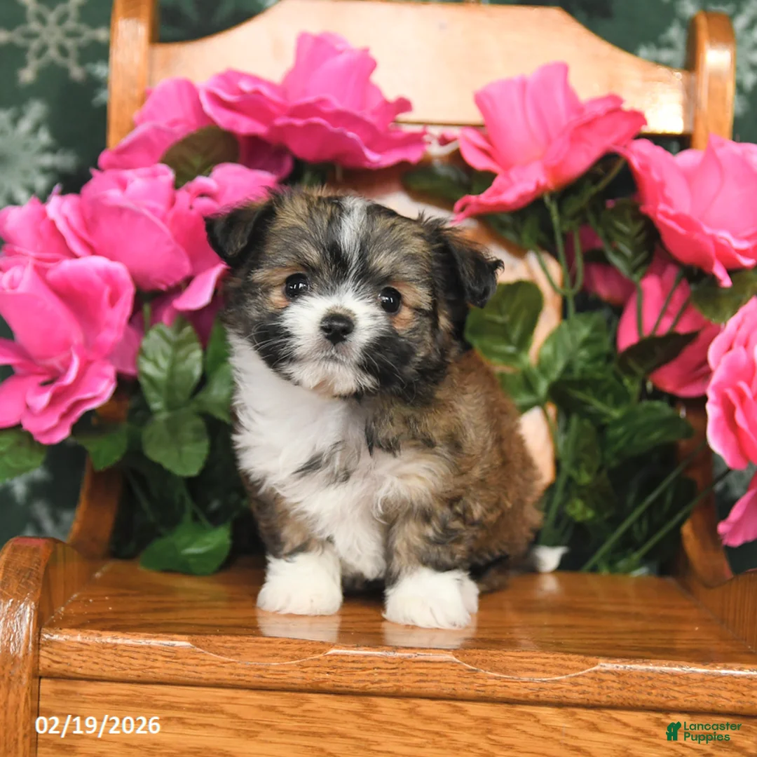 Mixed Breed dogs for sale: Muffy - Ad 3