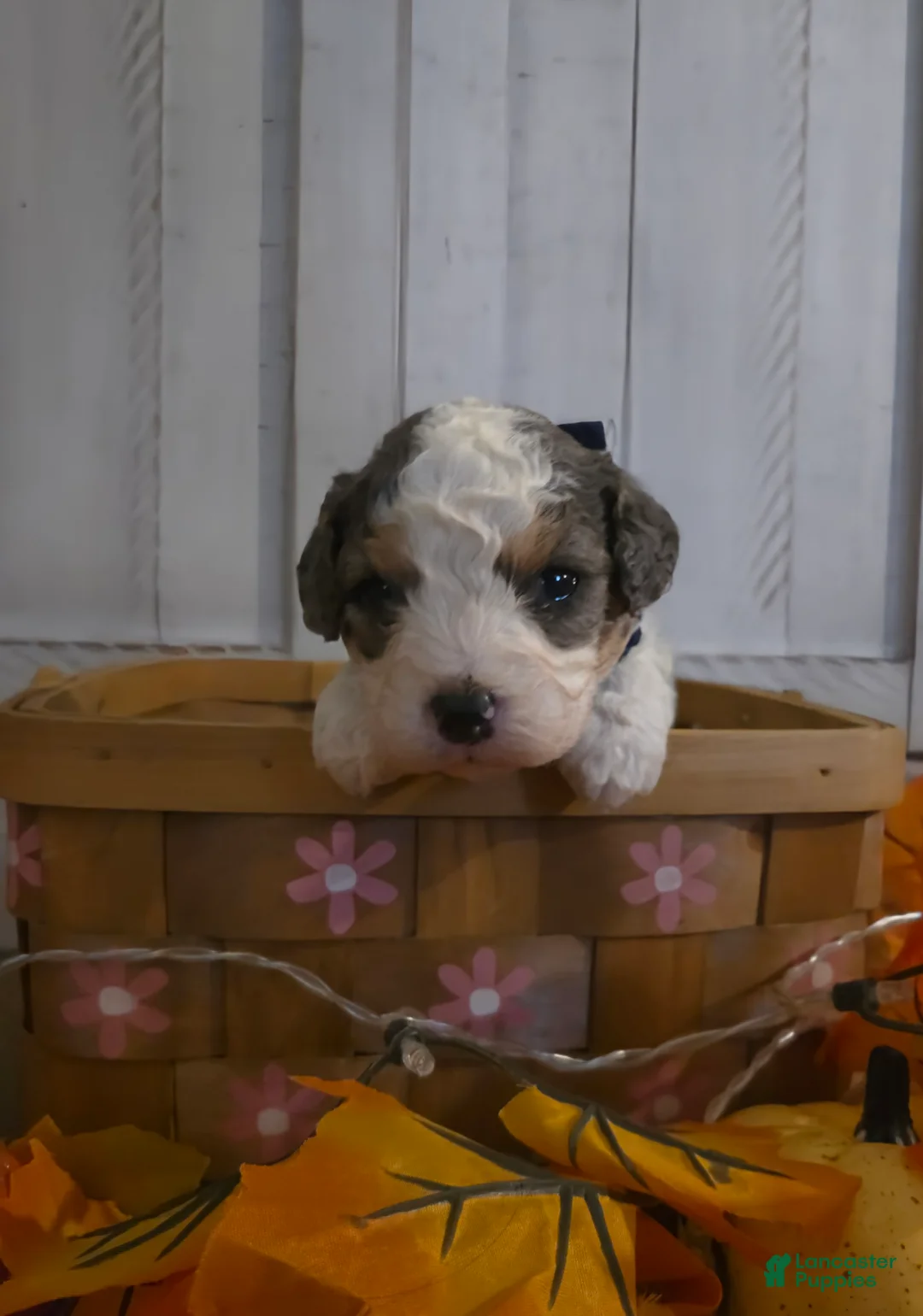 Cavapoo dogs for sale: Cosmo - Ad 1
