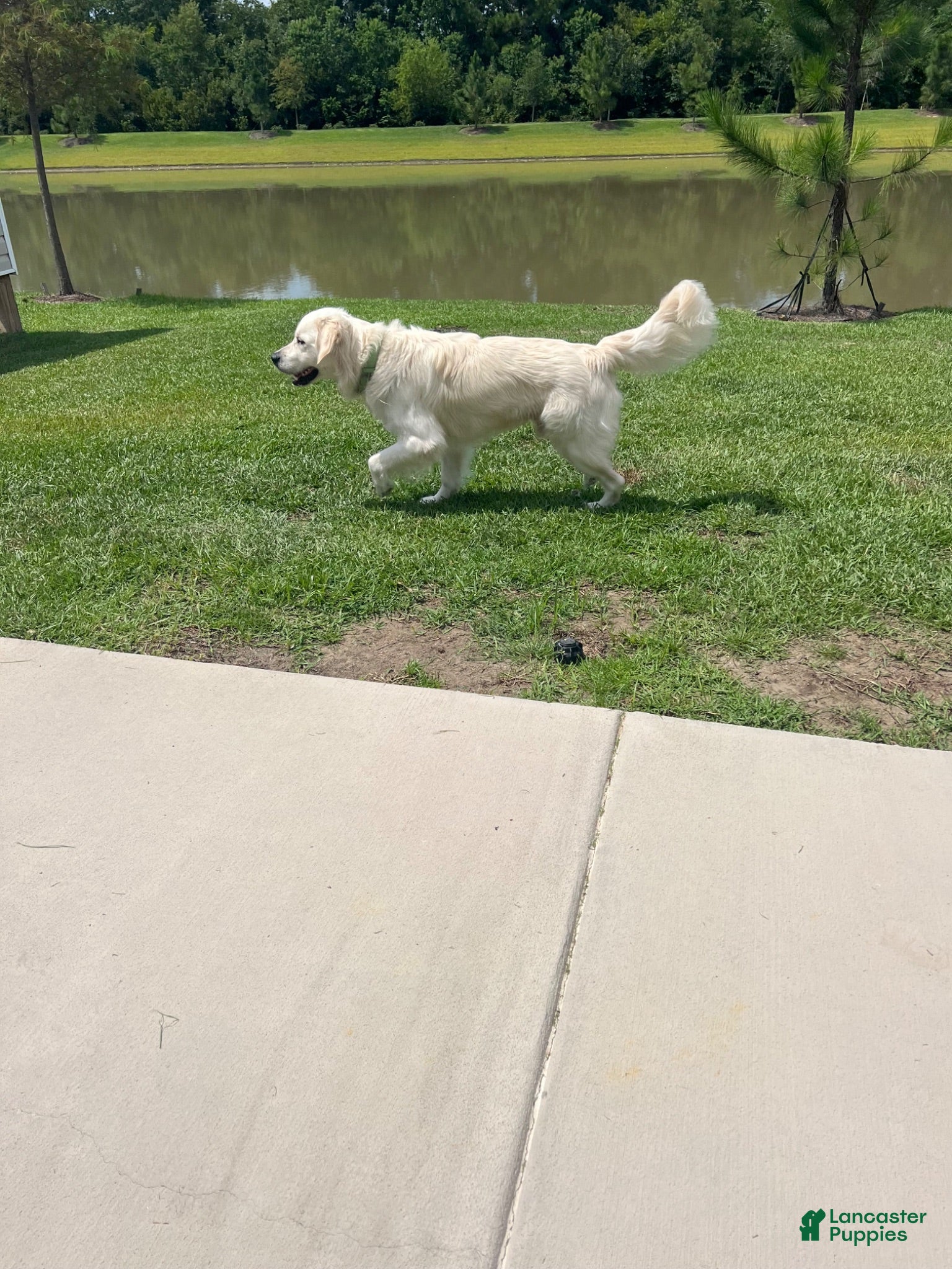 Golden Retriever dogs Golden Retriever 1 - Ad 17