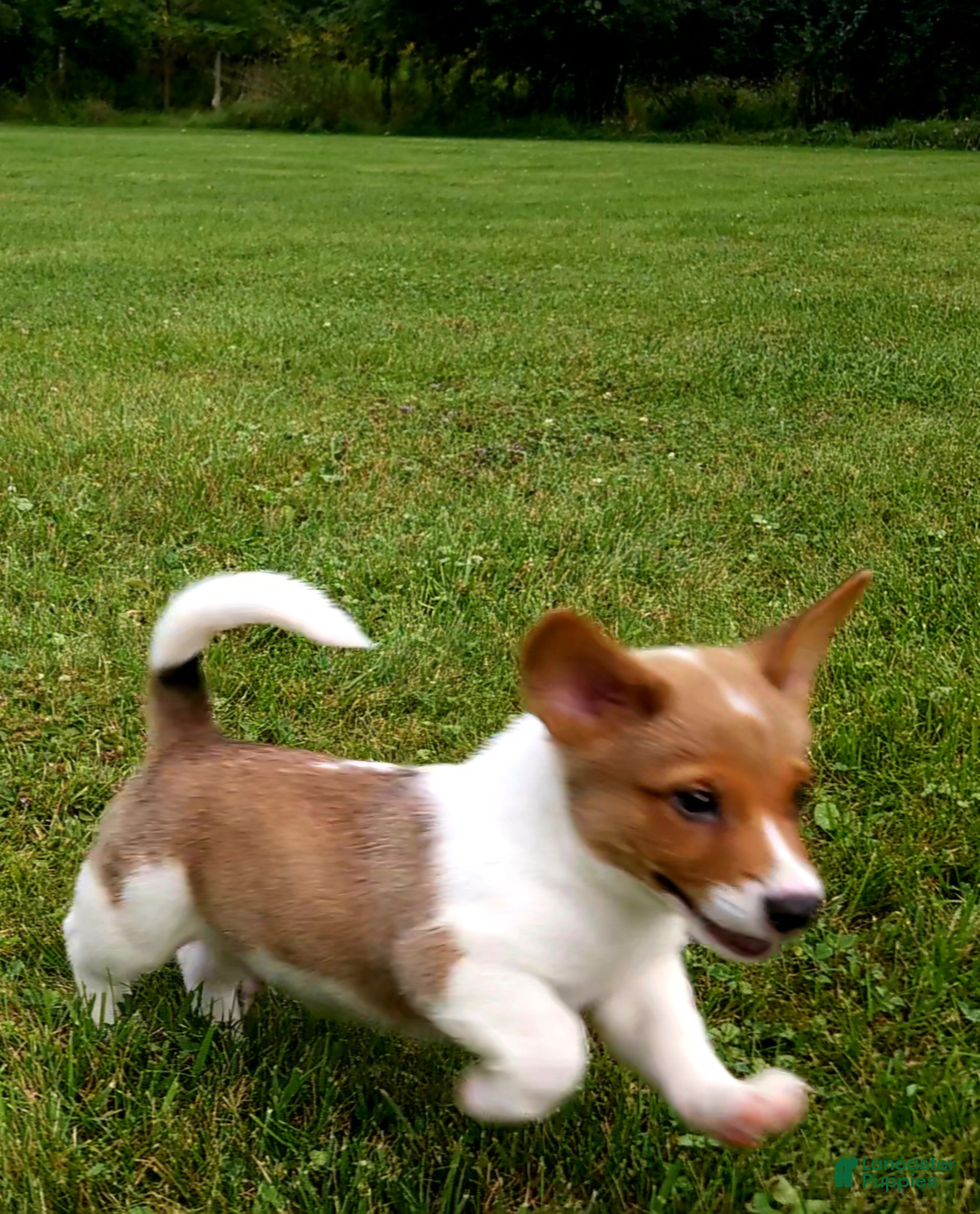 Mixed Breed dogs Orpheus - Ad 2