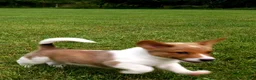 Mixed Breed dogs for sale: Orpheus - Ad 2