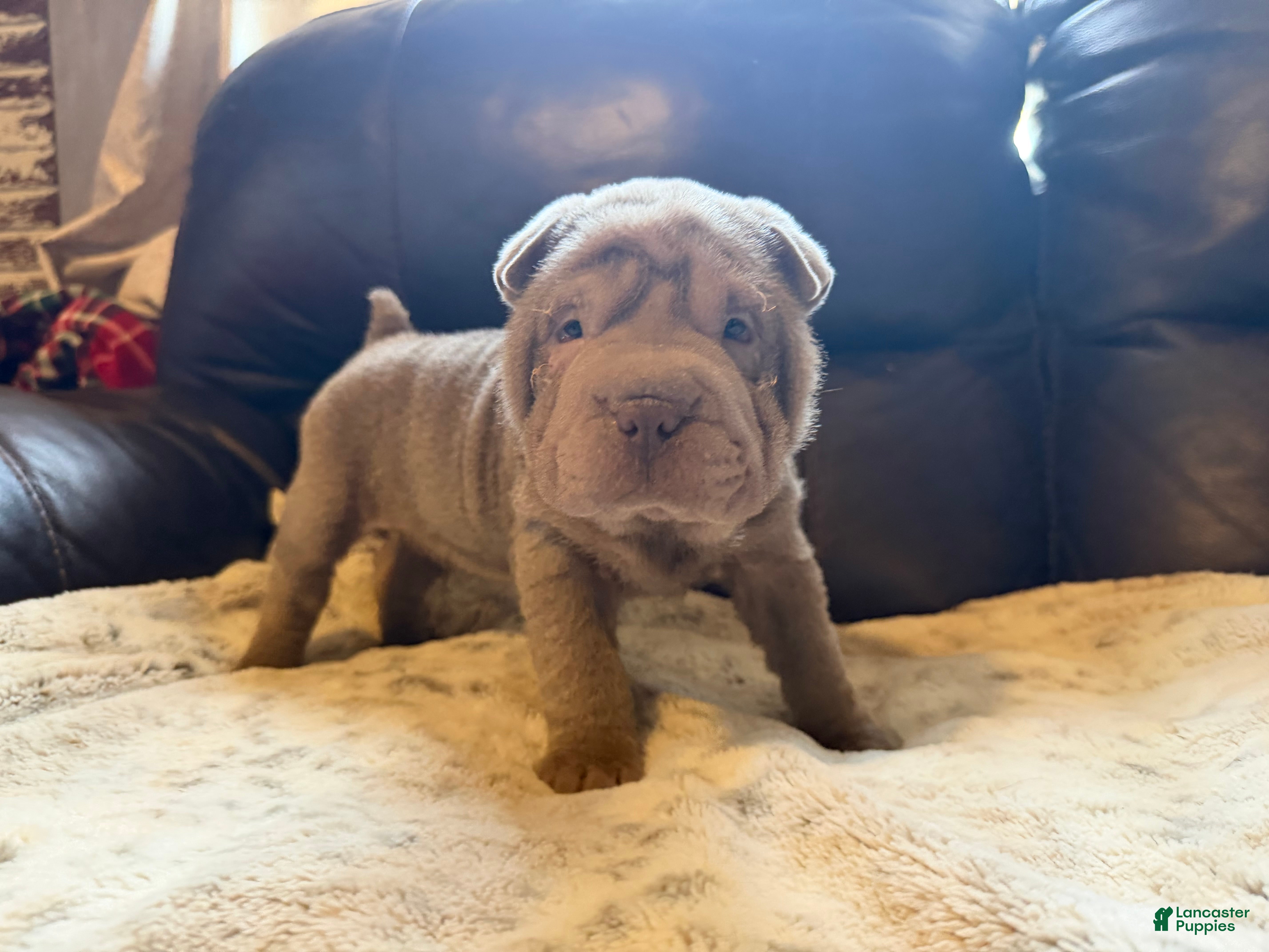 Shar Pei dogs Rose - Ad 7