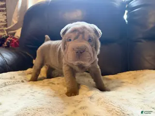 Shar Pei dogs Rose - Ad 7