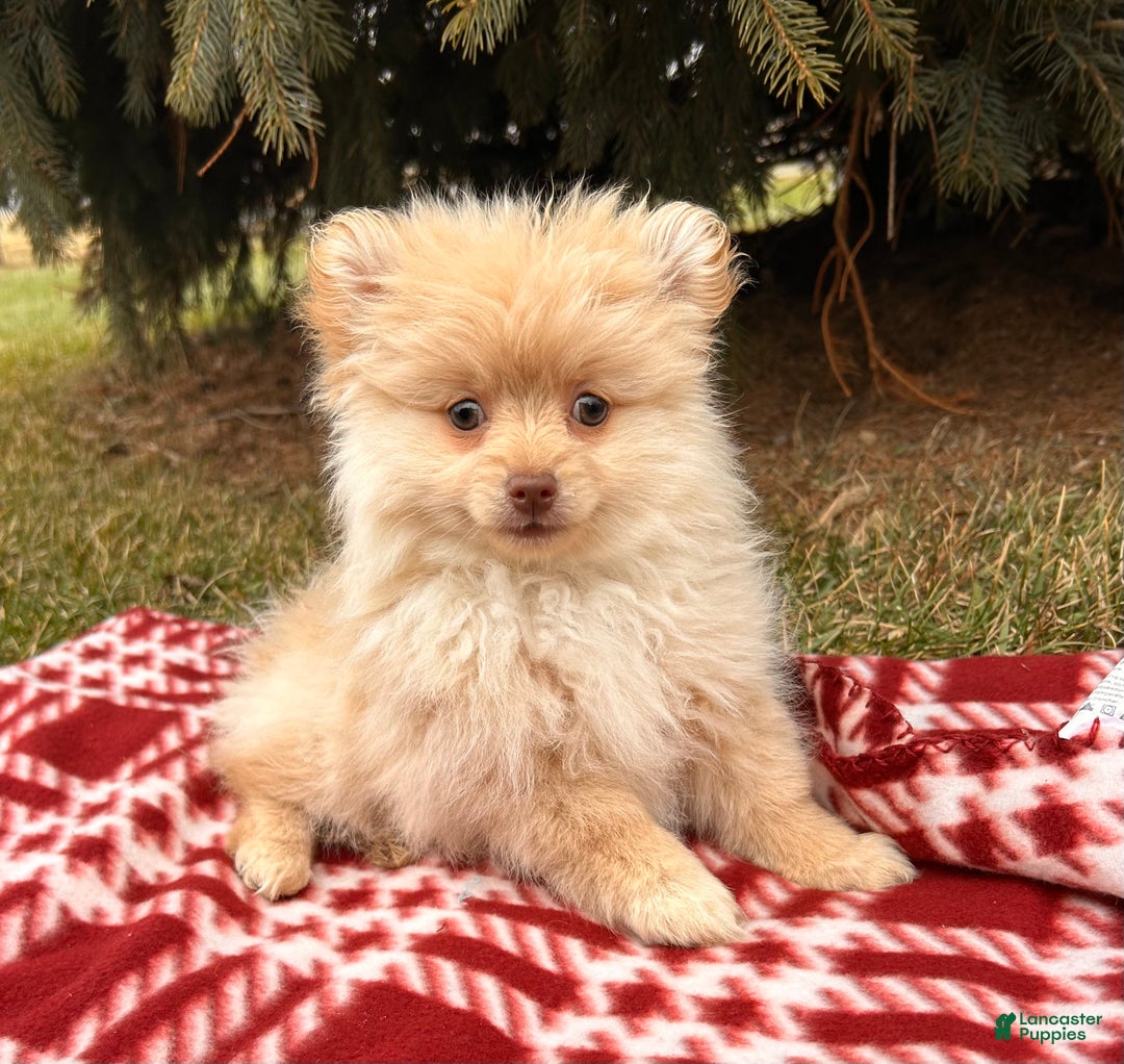Pomeranian dogs for sale: Nola - Ad 1