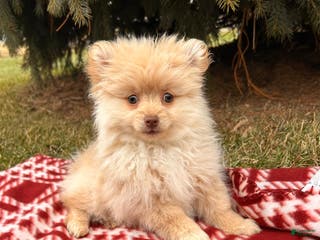 Pomeranian dogs Nola - Ad 40