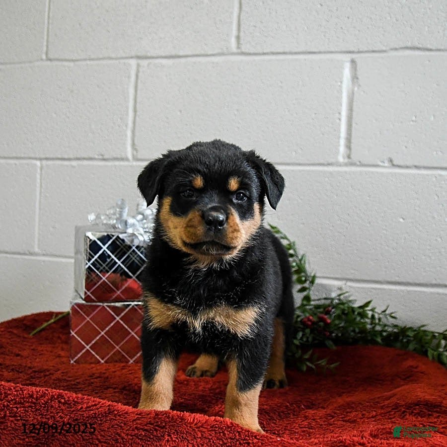 Rottweiler dogs Gracie - Ad 35