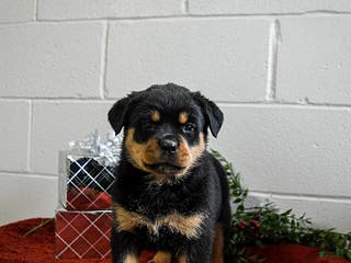 Rottweiler dogs Gracie - Ad 38